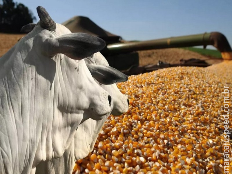 Mato Grosso do Sul encerra 2025 com produção agropecuária avaliada em R$ 76,3 bilhões