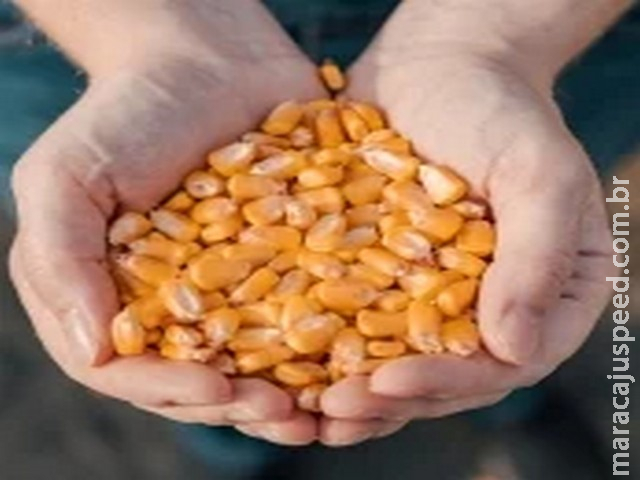 Mesmo perdendo parte da força, futuros do milho seguem em alta na Bolsa de Chicago nesta segunda-feira