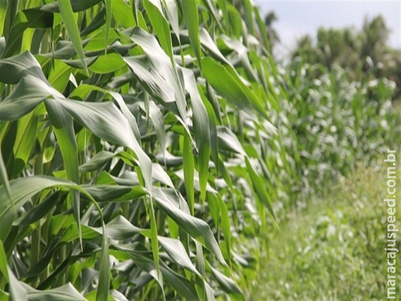  Milho continua com baixa liquidez