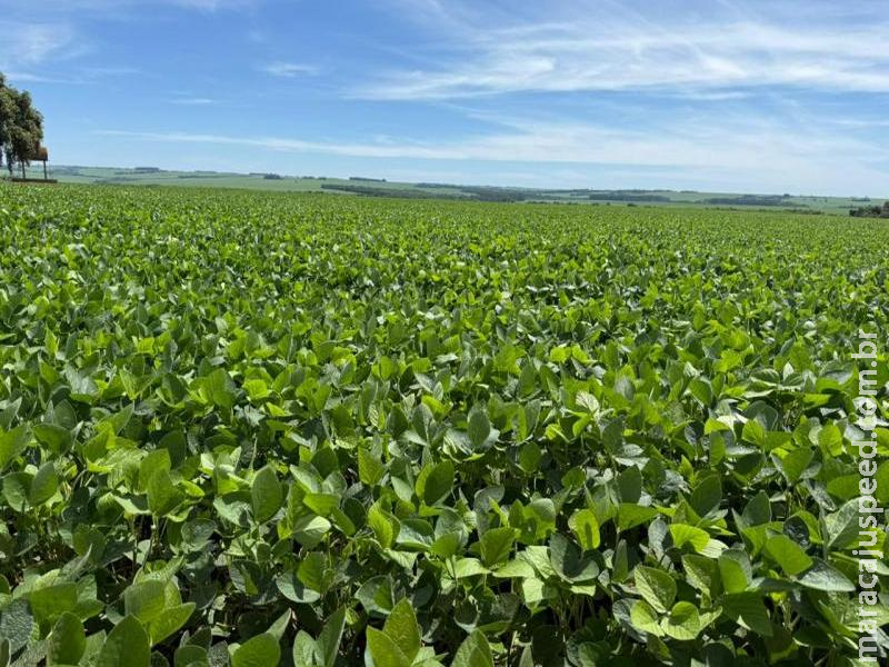 MS atinge 95% do plantio de soja e entra na reta final da operação