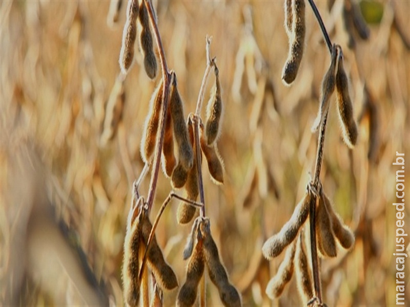 Negociações da soja desaceleram em outubro