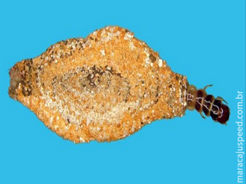 O que significa ter traças por toda a sua casa, segundo especialistas