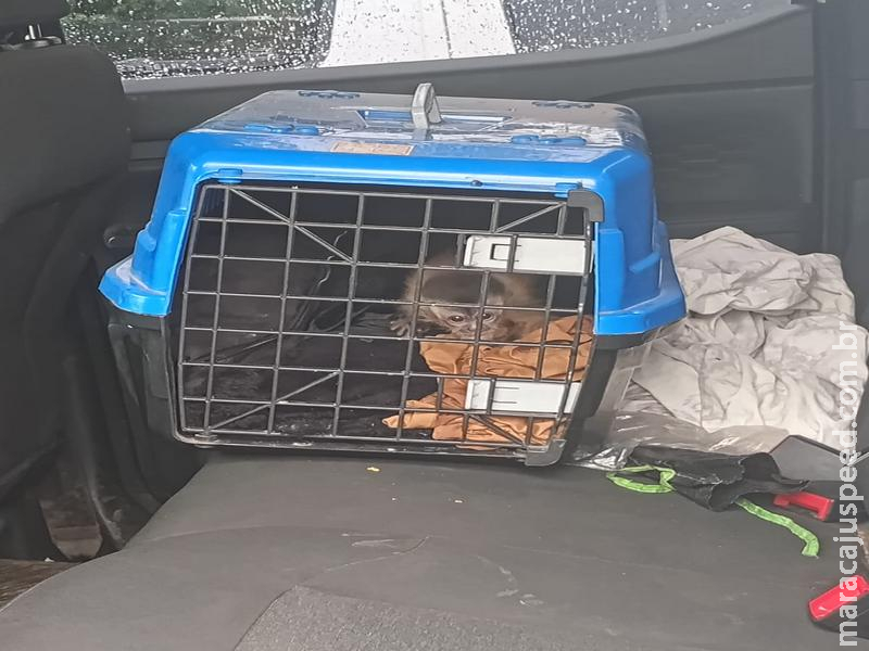 Operação Bocaiúva: Polícia desarticula quadrilha de tráfico de animais silvestres em Bodoquena (MS)