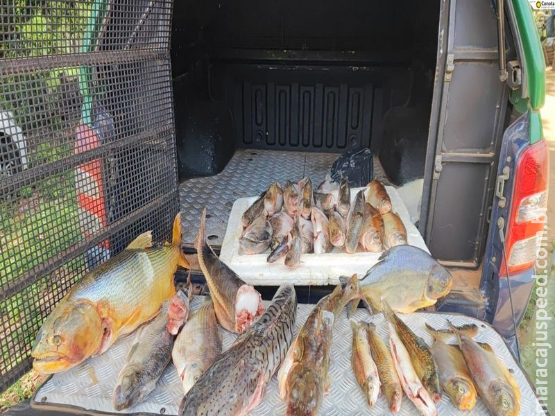 Polícia Militar Ambiental de MS Autua Indivíduo por Armazenamento Ilegal de 26 kg de Pescado Nativo Mato Grosso do Sul