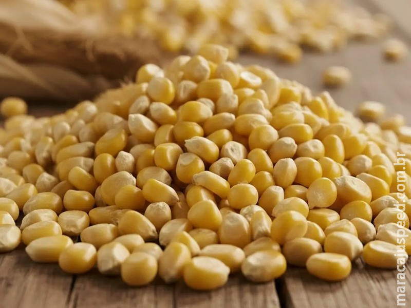 Produção de milho 2º safra 24/25 cresce mais de 61% em MS