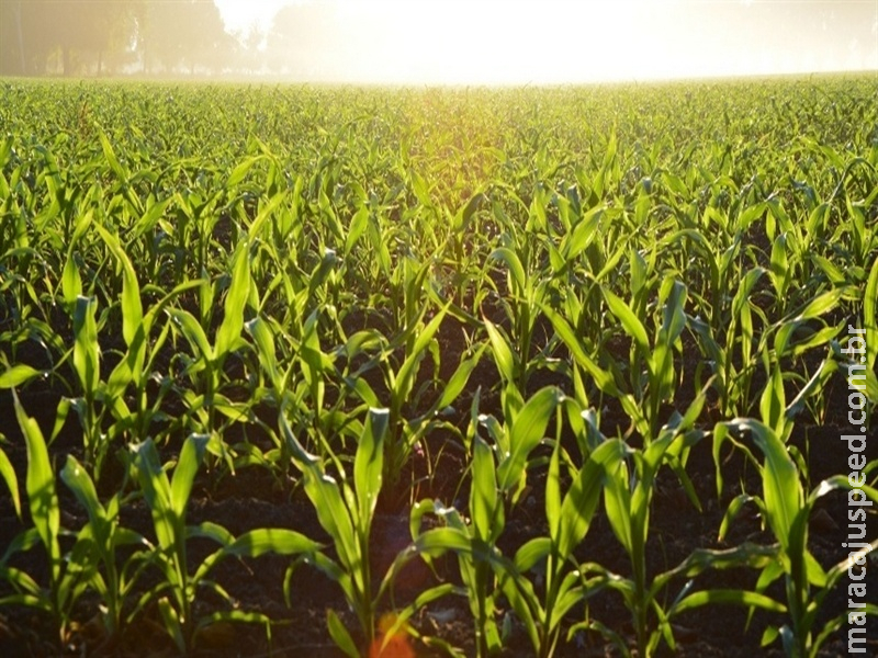  Safra da Argentina tem avanços importantes