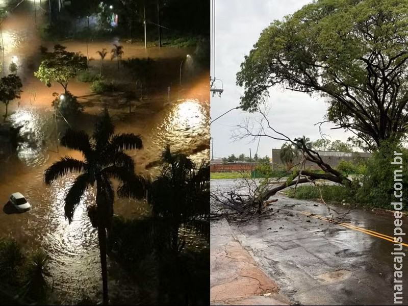 Temporal em Campo Grande: enxurrada arrasta carros, alagamento e árvores derrubadas