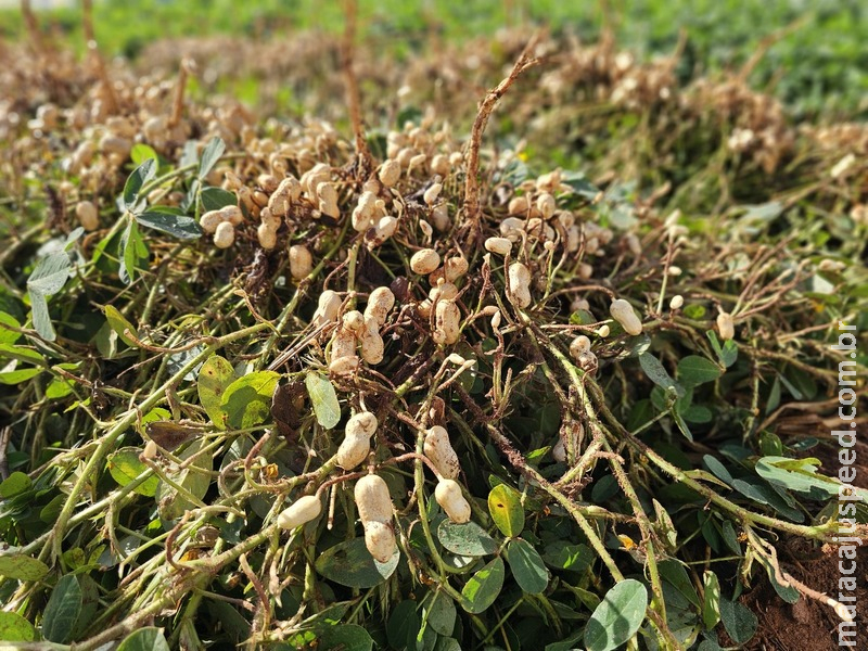 Valor Bruto da Produção Agropecuária de MS cresce 23,6% e atinge R$ 76,3 bilhões