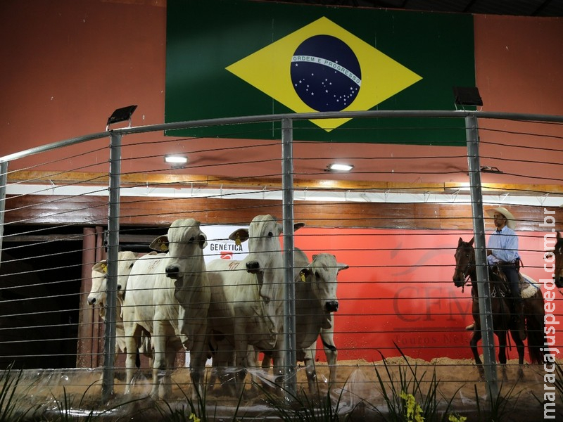 1.136 touros Nelore CFM comercializados em leilões em 2025 