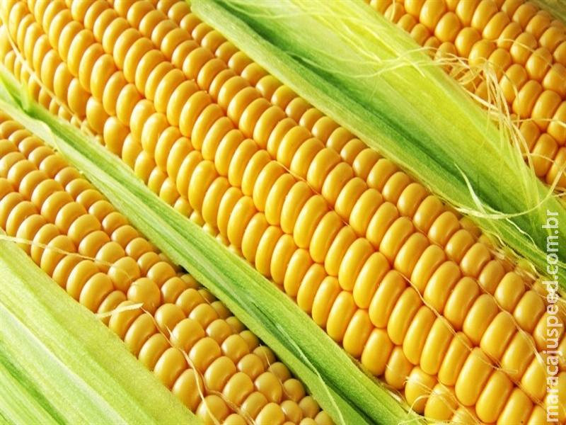  B3 mantém alta acumulada do milho