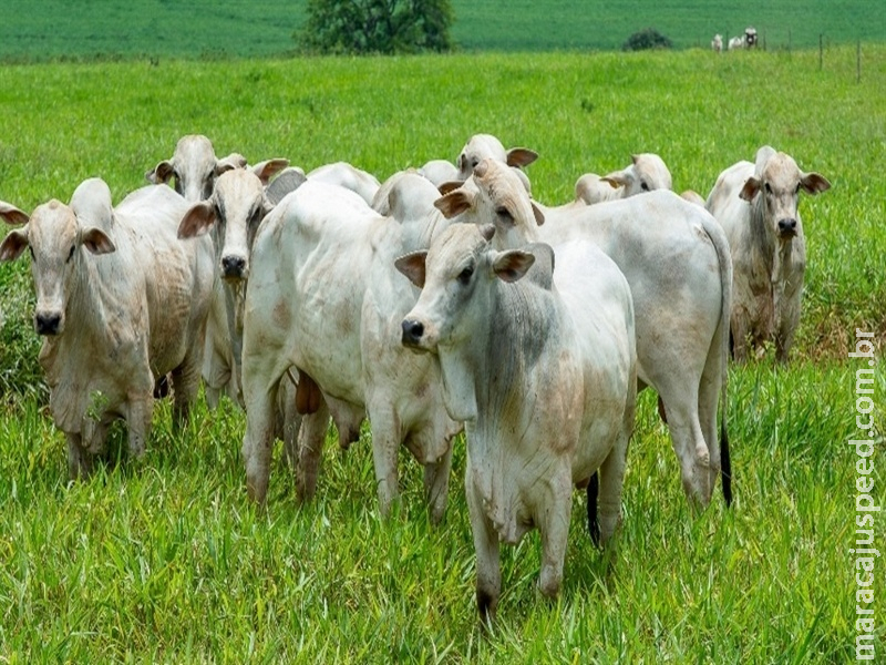 Boi gordo e “boi China” têm queda de preço em São Paulo