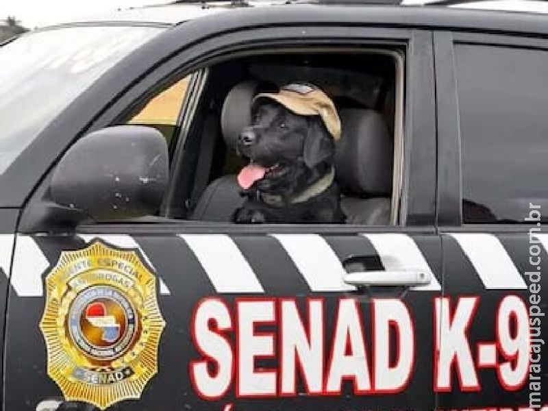 Cão Policial, Rocky será condecorado com medalha de mérito no Paraguai