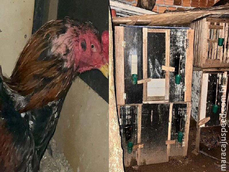 Casa de rinha de galo localizada a menos de 100 metros de quartel da PM é fechada em Chapadão do Sul 