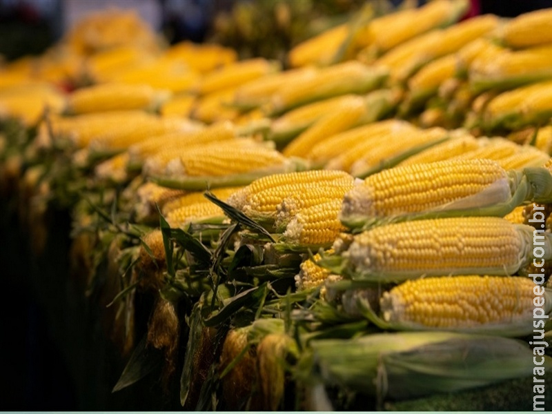  Clima e câmbio determinam ritmo do milho no início da semana