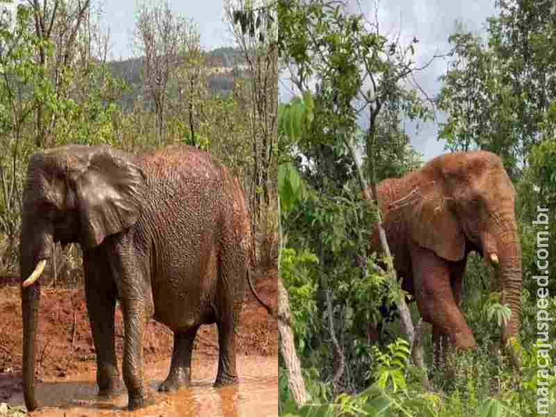 Elefantas Pupy e Kenya, que passaram por MS, morrem em santuário