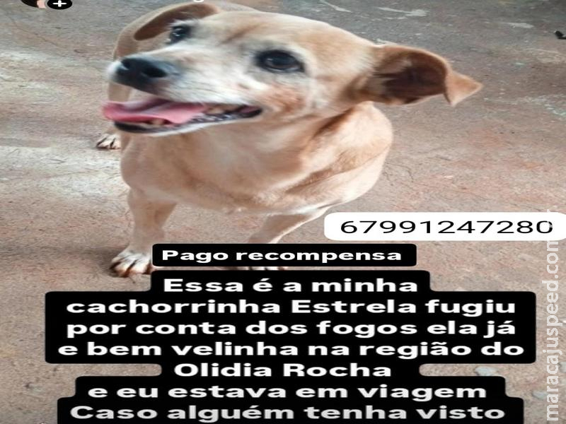 Estrela, a doguinha perdida: uma busca desesperada em Maracaju