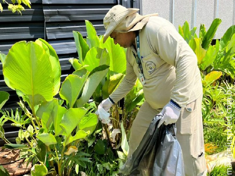 Estudo associa presença da Wolbachia à queda da dengue em Campo Grande