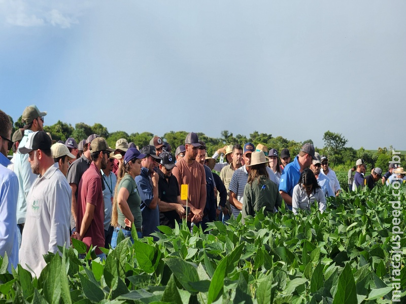 Fundação MS confirma Dia de Campo Safra 2025/2026 para 15 de janeiro na Fazenda Alegria, em Maracaju
