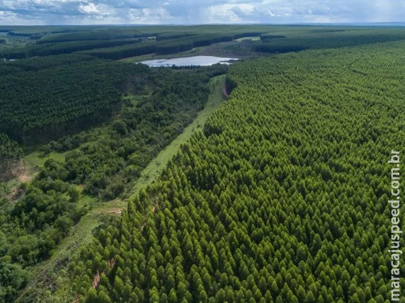 Governo de MS paga por floresta preservada e impulsiona nova economia