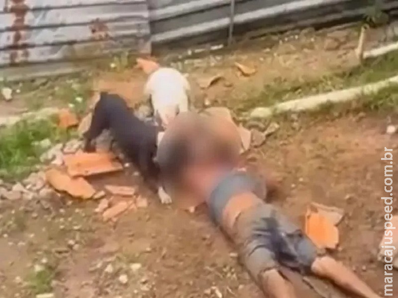 Imagens fortes: cães pitbull atacam e matam homem em lote residencial
