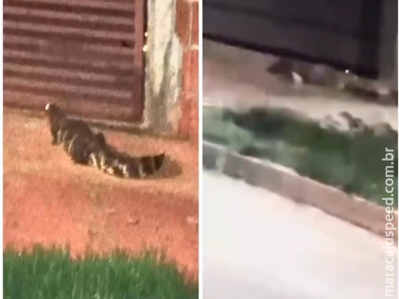 Jacaré é flagrado dando ‘voltinha’ em bairro de Nova Andradina