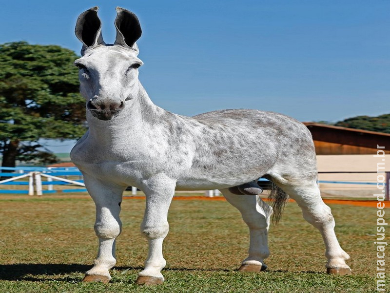 Jumentos reprodutores chegam a valer até R$ 600 mil. Saiba os motivos