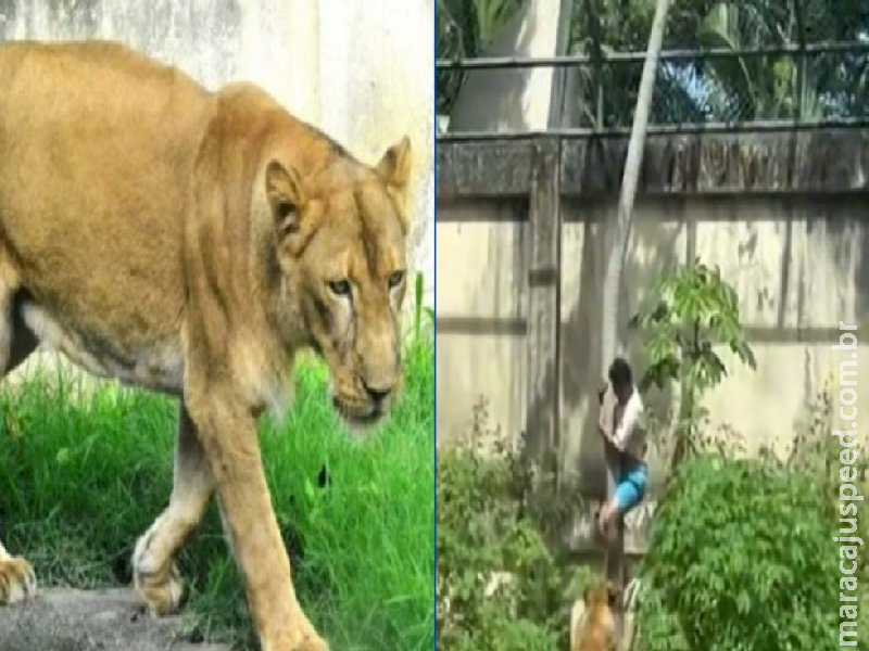 Leoa que matou homem não será sacrificada; entenda o caso 