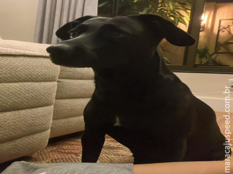 Maracaju: Família procura por cachorra desaparecida nas proximidades do conjunto BNH