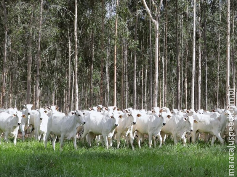 MS conduz recuperação de pastagens e se consolida como referência nacional em agropecuária sustentável