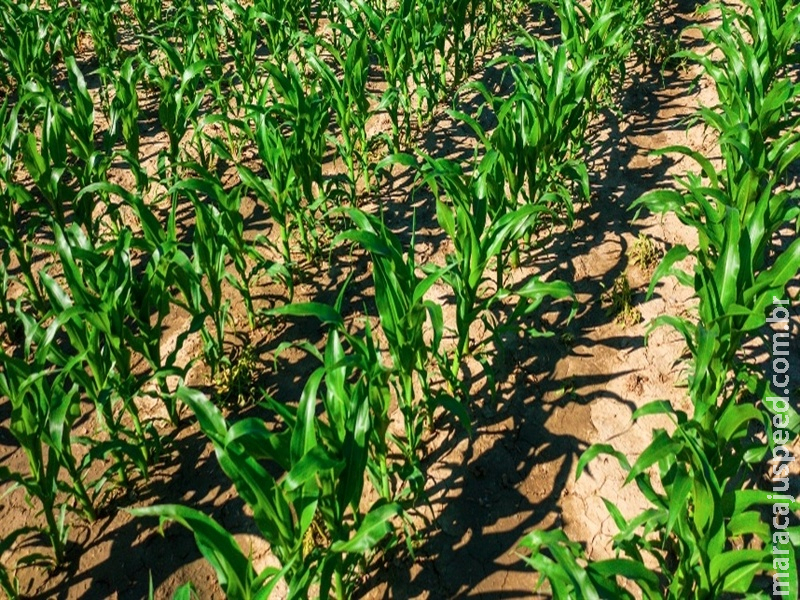  O mercado de milho mudou, diz analista