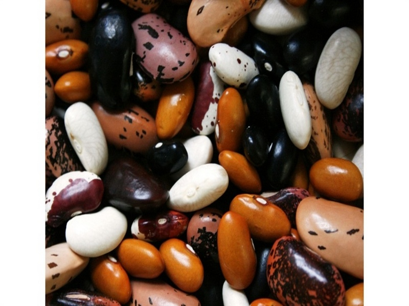  Paraná inicia colheita e prevê queda na produção de feijão