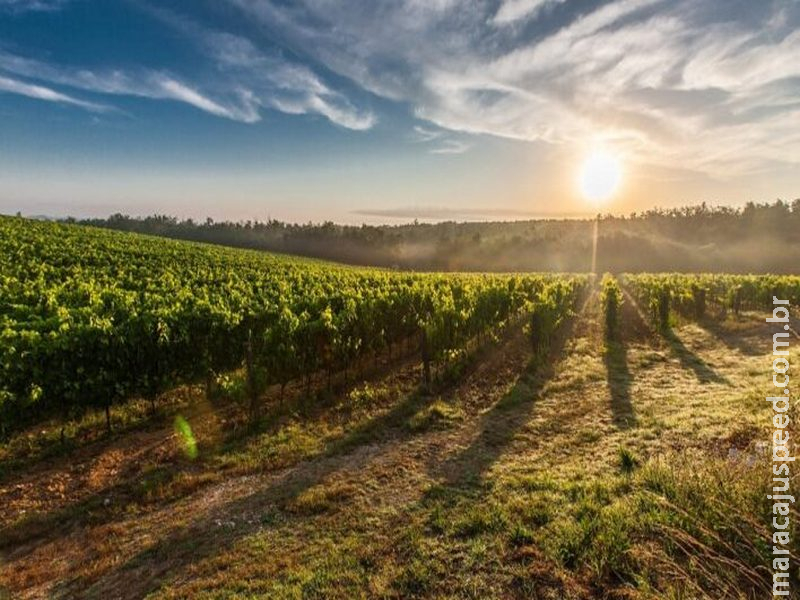 Pedidos de recuperação judicial no agro crescem 150% no 3º trimestre