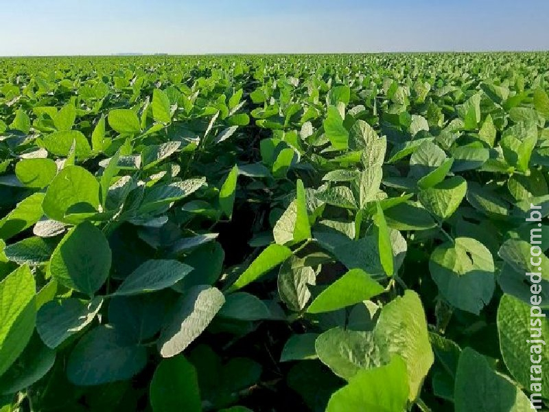 Plantio da soja em MS é finalizado e cobre 4,7 milhões de hectares 