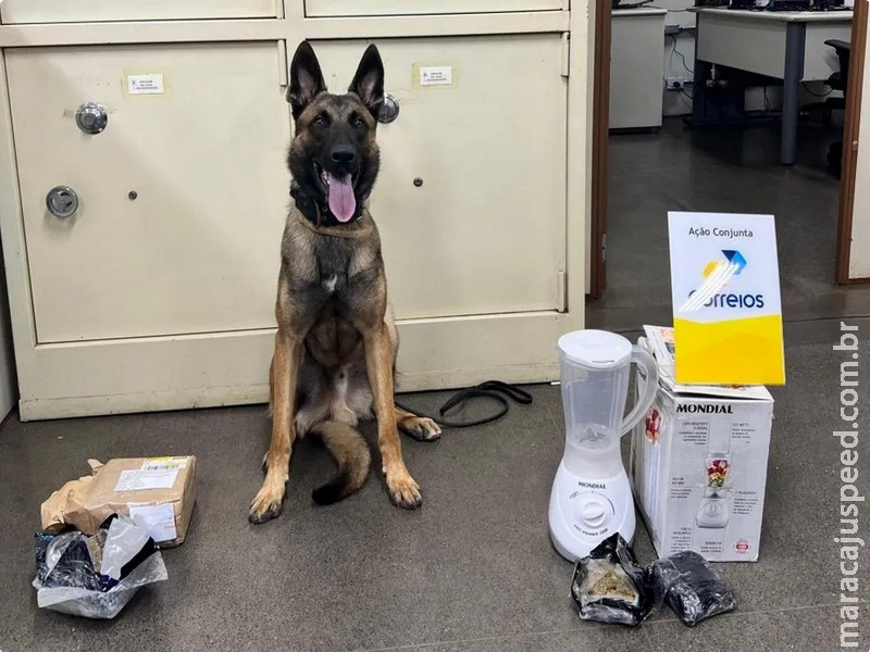 Polícia Civil apreende mais de 900 gramas de drogas prestes a serem enviadas pelos Correios