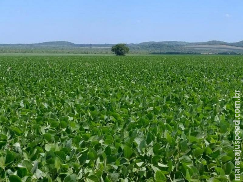 Prazo para cadastro de áreas de soja encerra em um mês em Mato Grosso do Sul