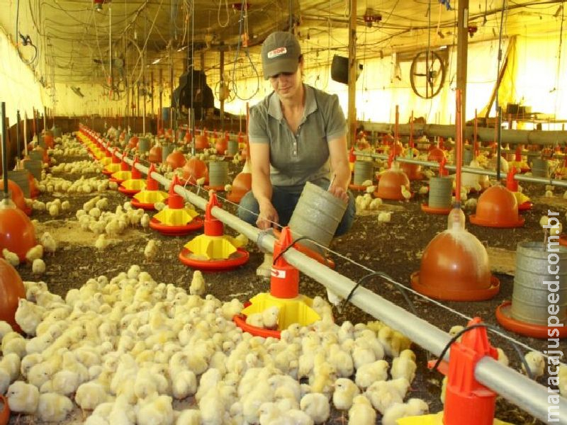 Programa fortalece avicultura e estimula projeto de escola avícola em MS