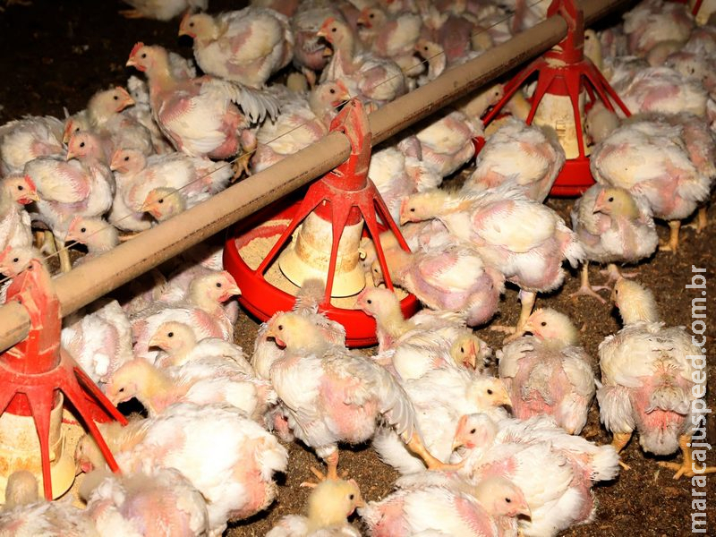 Programa Frango Vida fortalece avicultura e estimula projeto de escola avícola em Mato Grosso do Sul