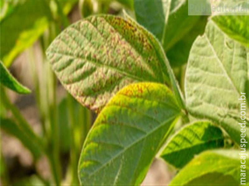  Resistência a fungicidas avança no Brasil e exige soluções mais eficientes no manejo