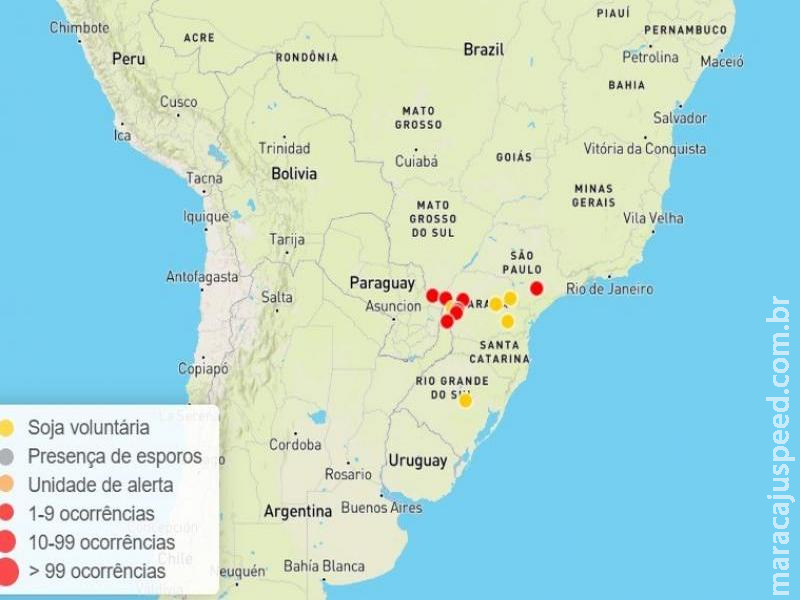 Safra 25/26: primeiro foco de ferrugem asiática em área comercial é confirmado em MS