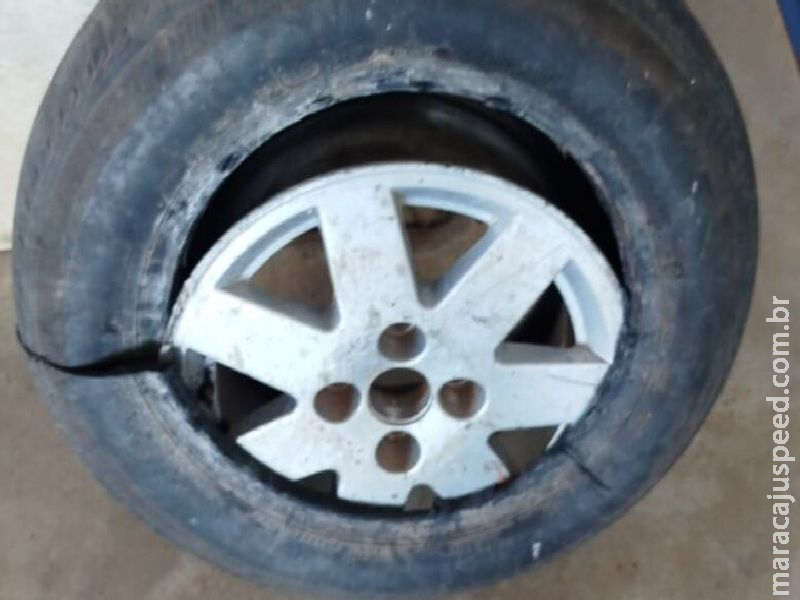 Skunk escondido em roda de carro é apreendido na região de fronteira