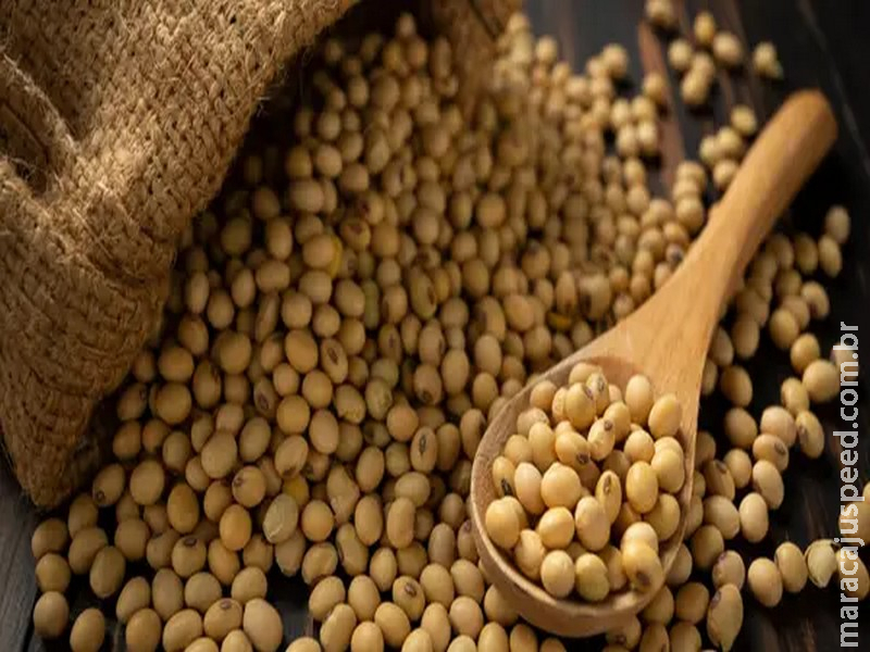 Soja e trigo: confira as cotações de preço para esta terça-feira (16)