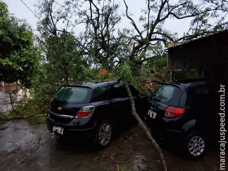 Ventos e chuvas fortes derrubam árvores e causam transtornos em Dourados