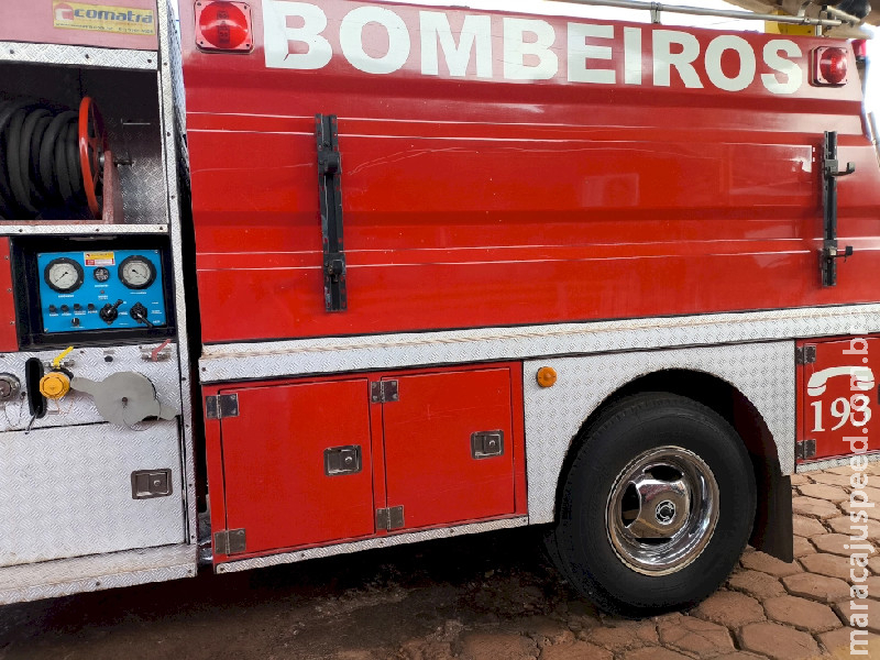  Abelhas matam cachorro e atacam família na Linha do Iguaçu, em Fátima do Sul 