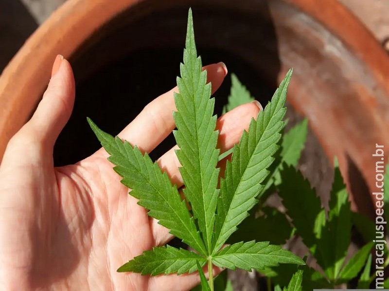 Anvisa discute nesta quarta regras para a produção de cannabis no país