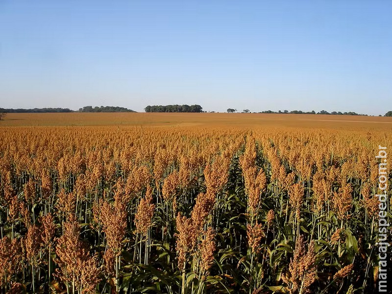 Avanço das usinas de etanol de milho fomenta alta no cultivo de sorgo