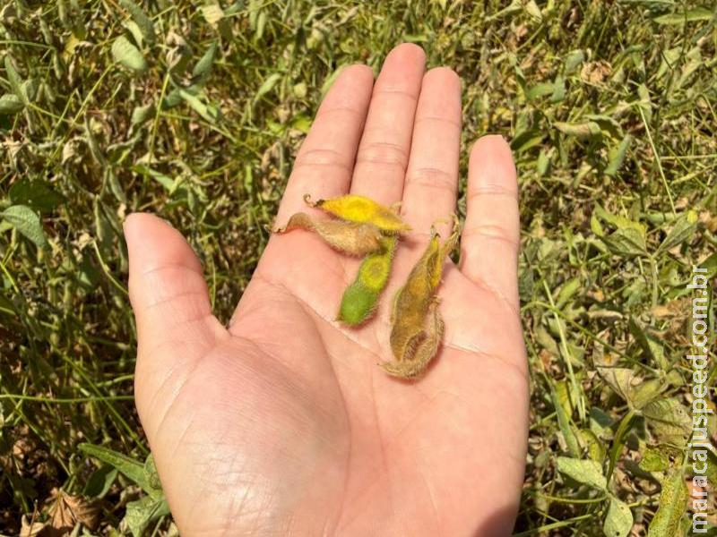 Clima seco deixa produtores da região Sul em alerta