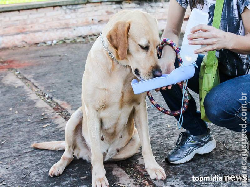 Criança é mordida por cachorro e mãe ameaça ex-sogra em Nova Andradina  