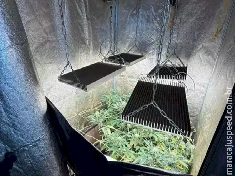 Homem é preso após polícia encontrar estufa com 121 pés de maconha dentro de casa 
