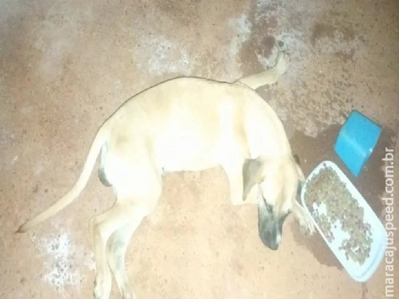 Matança de cães revolta moradores do distrito de Porto Vilma, em Deodápolis 