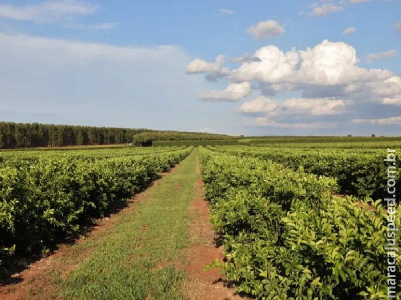 Nova fronteira agrícola: citricultura injeta R$ 2,4 bilhões e diversifica base produtiva em MS